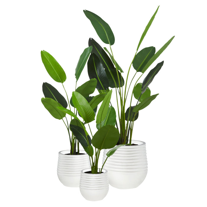 Rogue Bird Of Paradise - Ryker Planter
