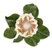 NSIMG-SHA256:2e75af5b8df8c080ee48caba8429fb6630dd34cfd39e7e0f4e1097bbeeeffe3d · Isalbi Rogue Grand Protea Stem White
