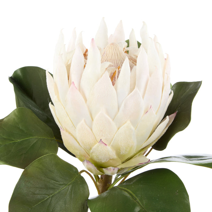 NSIMG-SHA256:2112eeeb82af924cbde0fc7e2418b11b280f0c18915d877ce16f948a26840d56 · Isalbi Rogue Grand Protea Stem White
