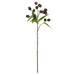 NSIMG-SHA256:50efdbd28e14743502c050d0b010e58fa20f0704b16844cd92eb4957bbb0fc71 · Isalbi Rogue Gumnut Spray Purple