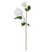 NSIMG-SHA256:39c9b5d39734e9567a88441de7853c5fccbc11c3e89c32562cca7cb4da3a82a2 · Isalbi Rogue Dahlia Bud Stem White