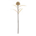 NSIMG-SHA256:0fedd7c483a087ac9eaf002d3649f1c1225fa0e5fc79e4a8b5e6fb70af2ea2fd · Isalbi Rogue Dried Look Banksia Dome Stem Beige