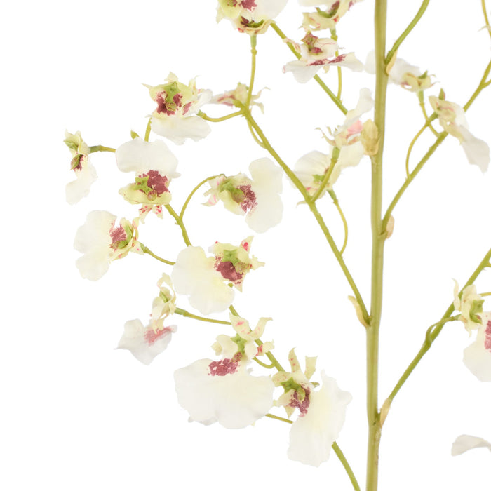 NSIMG-SHA256:42ee5c473108f8905f8020523b951994f9df9cdfd6b6581532ccb28d86a853a8 · Isalbi Rogue Dancing Orchid Spray White
