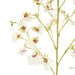 NSIMG-SHA256:42ee5c473108f8905f8020523b951994f9df9cdfd6b6581532ccb28d86a853a8 · Isalbi Rogue Dancing Orchid Spray White