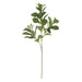 NSIMG-SHA256:d06fd9fa5dd44d25ba9757c0ff9c8f431a65b26dc7782f9a40f73aeff8b78727 · Isalbi Rogue Lush Leaf Spray Green