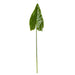 NSIMG-SHA256:99202f7d272fa7e3d0666aff80b47837826fa04d47fdf1448a972b8417fc1b36 · Isalbi Rogue Taro Leaf Green