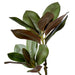 NSIMG-SHA256:6fa6fed58da995805642daa76d09f0d5ee6f8fb0b593402680fe103e345e545f · Isalbi Rogue Magnolia Foliage Green