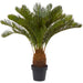 NSIMG-SHA256:08e43cfaf64d4cffe71ba567e05eef3c6ceeb6cae48c375befcae0ccbb3d3f0f · Isalbi Rogue Cycas Plant Green