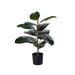 NSIMG-SHA256:ffdaddc81e9c942240c8de9209e9f4e6570f10037197eddabc48ad6d3315d290 · Isalbi Rogue Rubber Tree Green
