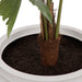 NSIMG-SHA256:1bc46ed6a3f7cd07d879acadb35814dcbe5f0ea8d52d3cec7afd9491e4ba08b5 · Isalbi Rogue Caryota Palm Tree - Vienna Green