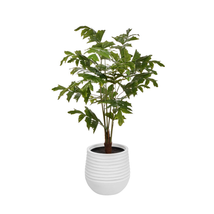 NSIMG-SHA256:eca8d7a48d21f8e4db0f49fa26fe042ee1a2af9ca3f0795e3dfb7c59a91b94ab · Isalbi Rogue Caryota Palm Tree - Vienna Green