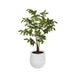 NSIMG-SHA256:eca8d7a48d21f8e4db0f49fa26fe042ee1a2af9ca3f0795e3dfb7c59a91b94ab · Isalbi Rogue Caryota Palm Tree - Vienna Green