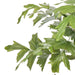 NSIMG-SHA256:2e2c2265949e22aa85aab8c2c18e3c1074aa39fff65ff2675e74c7d9fde3ed1e · Isalbi Rogue Caryota Palm Tree - Vienna Green