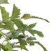 NSIMG-SHA256:166e7c07768d42caef54651322dc4c80e21dce75c11d1c0de9ca28a55144fab6 · Isalbi Rogue Caryota Palm Tree - Vienna Green