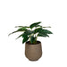 NSIMG-SHA256:4c8e803bbfc506bc3bc45c32c19725e8866d1042ded96fa198beab48bd1d3ea3 · Isalbi Rogue Philodendron- Trillium Planter Green & Grey