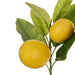 NSIMG-SHA256:56233661b34ccc678229b7665cf87ba9517995f5bdb86f98572ced4de389b9ac · Isalbi Rogue Lemon Spray with Leaves Yellow