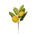 NSIMG-SHA256:1cfdb1f440e22bca5706185127bc87cfe7a3c4a919b9609fa91938c231506dea · Isalbi Rogue Lemon Spray with Leaves Yellow