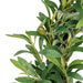 NSIMG-SHA256:aab3094fcd378094606e3bc2ae9336b5e132351c01aadacf627baddb3124fdca · Isalbi Rogue Lime Spray with Leaves Green