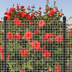Rally Brand Galvanized Welded Wire Mesh | High-Quality Mesh for Fencing & Snake Mouse Mesh 30M/Roll