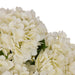 NSIMG-SHA256:cceb4dd6600240791e21a1775c4bbfd2af3d080cca5919a49f7dce849fb1f272 · Isalbi Rogue Hydrangea Twig - Elsie White