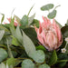 NSIMG-SHA256:21d41fb1cafc29260334f81fa7f57be445e7a50fa8fcbd7727af17e27d0697e8 · Isalbi Rogue King Protea Native Mix - Dansk Pink