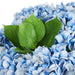 NSIMG-SHA256:b04d2c8aa7274821e67dab8e7c361ea0781074a1a6ad7bf4d4a0d0f99570171a · Isalbi Rogue Garden Hydrangea Mix - Dahlia Bowl Blue & Glass