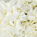 NSIMG-SHA256:2e2a78d2f81cbddc73c423ccf951452e426e5b77aeccb7bc79e2027f5cef41d6 · Isalbi Rogue Hydrangea - Phoebe Sphere Vase White/Glass