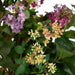 NSIMG-SHA256:4b389284242b9a90e4a6003fd7024a70d90f2570c6faba105a4eaab201991cc0 · Isalbi Rogue Lilac Garden Mix - Claire Vase Purple