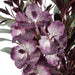 NSIMG-SHA256:ca9afc82aebb3aae33022ed099495931a691b0c5d5ec994e433a5cfb6e1ef154 · Isalbi Rogue Vanda Orchid Astilbe Spray Mix - Alana Vase Burgundy & Green