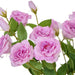 NSIMG-SHA256:1f4e1e2ab9b53620cd12c81e00fea323efeeacbe4ea72a38a6c4947a607a81c2 · Isalbi Rogue Lisianthus Claire Vase Purple