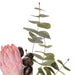 NSIMG-SHA256:cbc83305163dae04dd58e239f16cbca5d3d0f18cddb7eb1aa82d05d1bcd70b8a · Isalbi Rogue Protea Seeding Mix - Pauline Rust & Green