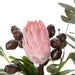 NSIMG-SHA256:2eebda605fde632b42452e793e82e525f42cf79812acab02e630c063bff0a244 · Isalbi Rogue Protea Seeding Mix - Pauline Rust & Green