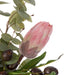 NSIMG-SHA256:7d9fcc016c175df756e4e4c3ef667bd512c344523699f323f9a3598265d30e27 · Isalbi Rogue Protea Seeding Mix - Rachel Rust & Green