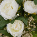 NSIMG-SHA256:b14d7b6d2b37e7a20aa8b70cd09224056afe5670325fc6e41bdf01fb5ced6d04 · Isalbi Rogue Peony Lush Leaf - Alana White & Green
