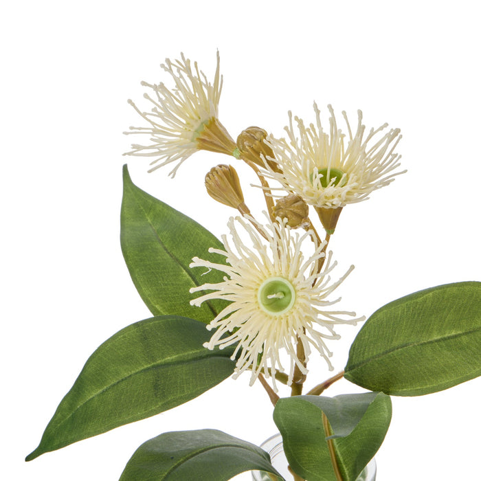 NSIMG-SHA256:c02041895a6119baee05acb8b96bbd8e9a449eb8564d52c490becd8b373ac97d · Isalbi Rogue Flowering Eucalyptus - Specimen White & Green
