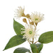 NSIMG-SHA256:c02041895a6119baee05acb8b96bbd8e9a449eb8564d52c490becd8b373ac97d · Isalbi Rogue Flowering Eucalyptus - Specimen White & Green