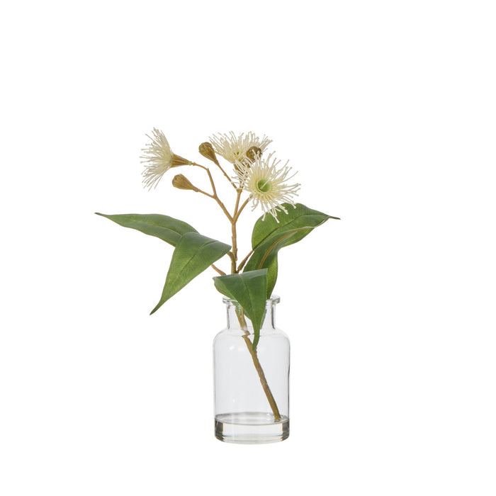 NSIMG-SHA256:8107d8ba467ea939e517f1a9009a7610c4a32553ef5ba14bc4c9ed0b78bde34a · Isalbi Rogue Flowering Eucalyptus - Specimen White & Green