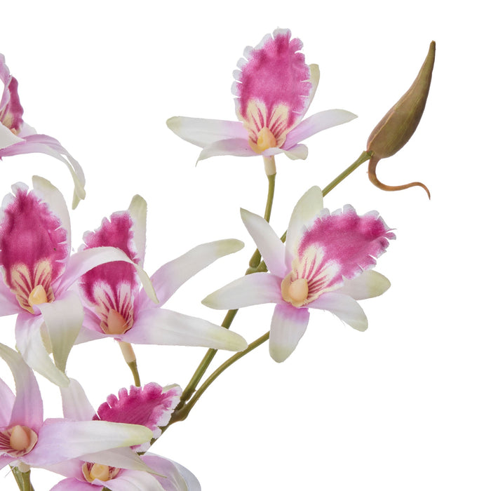 NSIMG-SHA256:e56b4cdde182b62af21226a76e64ea3fa1c6e305ed74d79c865ccbf49eac42b5 · Isalbi Rogue Dendrobium - Sphere Purple