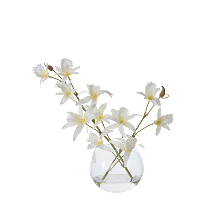 NSIMG-SHA256:708baab126595334d096bc484cf294bcc88549c70bd05a4fdd70d808e04e9b28 · Isalbi Rogue Dendrobium - Sphere White