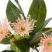 NSIMG-SHA256:3df37bc03cf8871b9348705842248206c47af864697bc716eaf4e9d046b52b7e · Isalbi Rogue Flowering Eucalyptus - Sphere Pink & Green