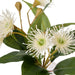 NSIMG-SHA256:195c9529a629f70ffd53b8b2fd9b71b466ab02f465d18c1474667faeb073d882 · Isalbi Rogue Flowering Eucalyptus - Sphere White & Green