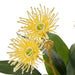 NSIMG-SHA256:09073d55d5c9ad7c1c80c1a8c58d6ddb54c164ef256722d0d4e448e06cb77c36 · Isalbi Rogue Flowering Eucalyptus - Sphere Yellow