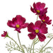 NSIMG-SHA256:8a48d508742eb42c862de24fd23ad96cce6b117bc0db0c4df635ccedb798ec8f · Isalbi Rogue Cosmos in Milk Bottle Burgundy