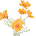NSIMG-SHA256:293ee9d38b6dfb0072d6ba1aaa86fd9599a6b4338247127cabbda01eb71bc8de · Isalbi Rogue Cosmos in Milk Bottle Orange