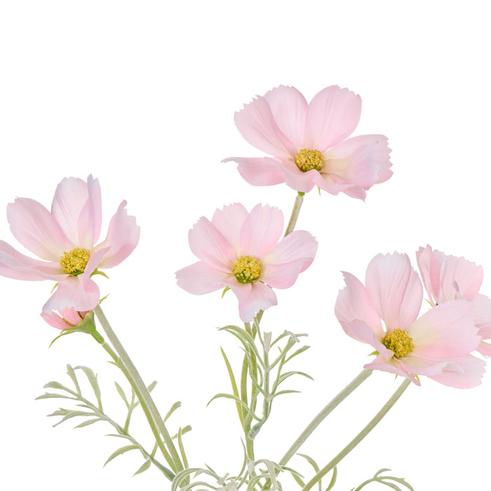 NSIMG-SHA256:c6b2ef3874afd16c048da8ffcae524614d4d526a6af8ae867de4bb3bc09fa122 · Isalbi Rogue Cosmos in Milk Bottle Pink