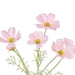 NSIMG-SHA256:c6b2ef3874afd16c048da8ffcae524614d4d526a6af8ae867de4bb3bc09fa122 · Isalbi Rogue Cosmos in Milk Bottle Pink