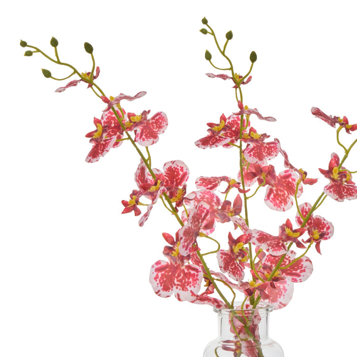 NSIMG-SHA256:35c9698db901678e1aa60a161eb640e66c8189c0c931dffe72112cd06c8c1e5b · Isalbi Rogue Dancing Orchid - Specimen Burgundy