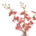 NSIMG-SHA256:35c9698db901678e1aa60a161eb640e66c8189c0c931dffe72112cd06c8c1e5b · Isalbi Rogue Dancing Orchid - Specimen Burgundy