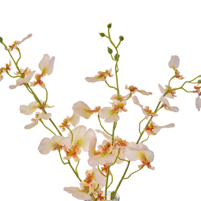 NSIMG-SHA256:54ddd84717aefa6cc10128916def2c50ba740b7cbe3d83955d37d4f0a7988e97 · Isalbi Rogue Dancing Orchid - Specimen Cream