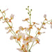 NSIMG-SHA256:54ddd84717aefa6cc10128916def2c50ba740b7cbe3d83955d37d4f0a7988e97 · Isalbi Rogue Dancing Orchid - Specimen Cream